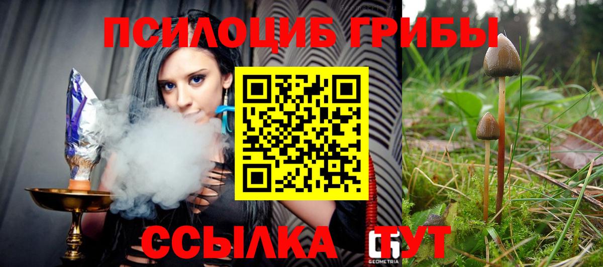 Псилоцибиновые грибы Psilocybe Мариинск
